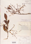 000004126-thumbnail.jpg