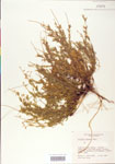000004130-thumbnail.jpg