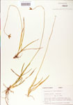 Harperocallis