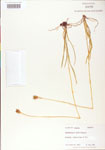 000004222-thumbnail.jpg