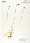 000004223-thumbnail.jpg