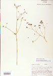 Thalictrum