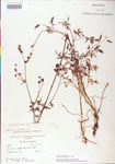 Thalictrum