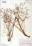 000004342-thumbnail.jpg