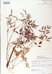 Thalictrum