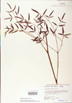 Thalictrum
