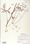 Thalictrum