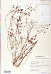 000004346-thumbnail.jpg