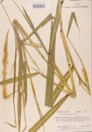 Pennisetum