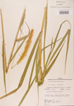 Pennisetum