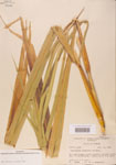 Pennisetum