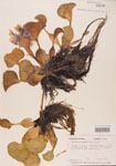 000004428-thumbnail.jpg