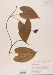 000004439-thumbnail.jpg
