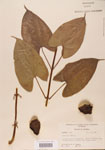 000004441-thumbnail.jpg