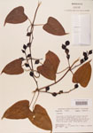 000004442-thumbnail.jpg