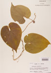 000004443-thumbnail.jpg