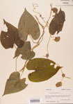 000004444-thumbnail.jpg