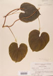 000004446-thumbnail.jpg
