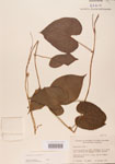 000004447-thumbnail.jpg