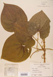 000004450-thumbnail.jpg