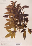 000004470-thumbnail.jpg