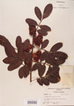 000004471-thumbnail.jpg