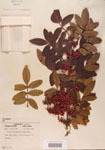 000004472-thumbnail.jpg