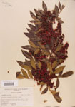 000004474-thumbnail.jpg