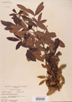 000004475-thumbnail.jpg