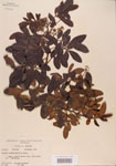 000004476-thumbnail.jpg