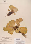 000004493-thumbnail.jpg