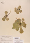 000004494-thumbnail.jpg