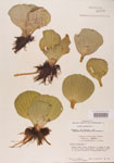 000004496-thumbnail.jpg