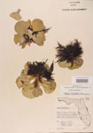 000004499-thumbnail.jpg