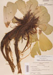 000004500-thumbnail.jpg