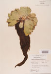 000004502-thumbnail.jpg