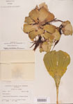 000004503-thumbnail.jpg