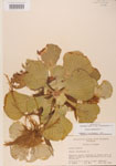 000004506-thumbnail.jpg