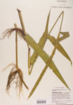 000004512-thumbnail.jpg