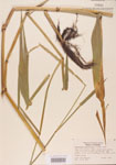000004515-thumbnail.jpg
