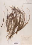 000004590-thumbnail.jpg