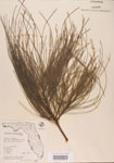 000004595-thumbnail.jpg