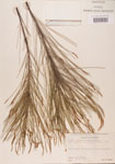 000004603-thumbnail.jpg
