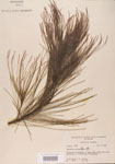 Casuarina