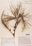 000004610-thumbnail.jpg