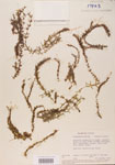 Hydrilla