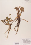 000004677-thumbnail.jpg