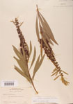 000004702-thumbnail.jpg