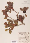 000004721-thumbnail.jpg