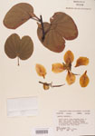 000004747-thumbnail.jpg